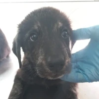 Adopta a Nené