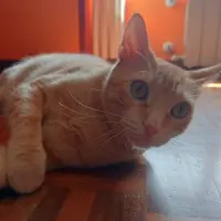 Adopta a Michi