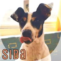 Adopta a Siba