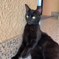 Adopta a Limón