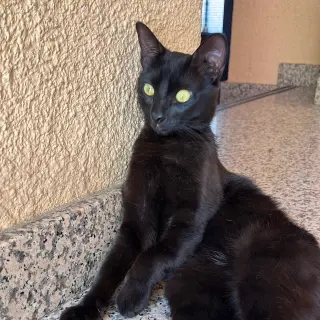Limón