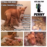 Adopta a Penny