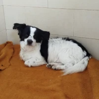 Adopta a Duque-- Perrito Pequeño Tlf  645978718