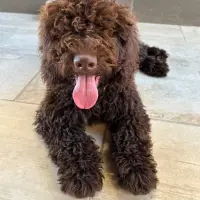 Adopta a Buzz