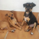 Adopta a Cachorros Podenco