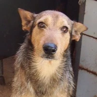 Adopta a Enric