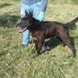 Adopta a Lobo