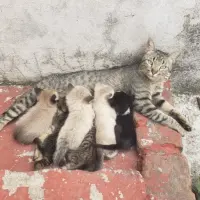 Adopta a Varios