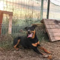 Adopta a Atenea