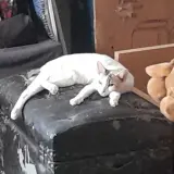Adopta a Mina