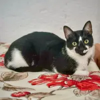 Adopta a Titi