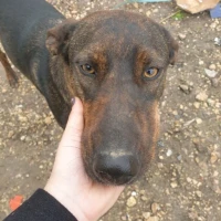 Adopta a Maya