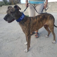 Adopta a Iker