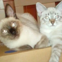 Adopta a Iris Y Pelusin