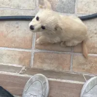 Adopta a Floki