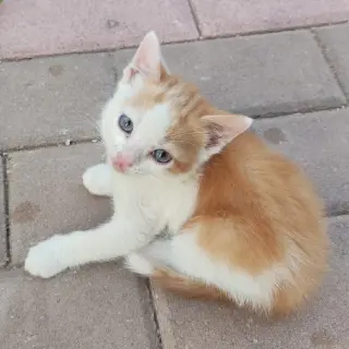 Floppy