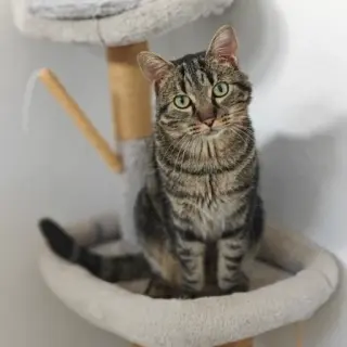 Opie