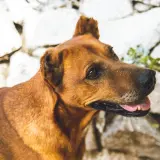 Adopta a Janeiro
