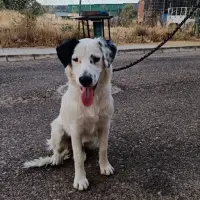 Adopta a Copo