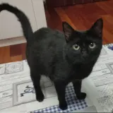 Adopta a Bastet