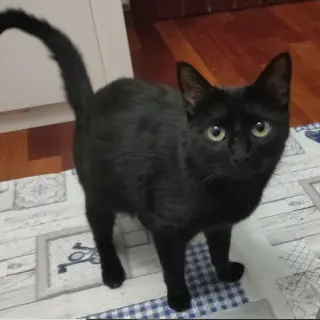 Bastet