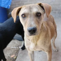 Adopta a Tara