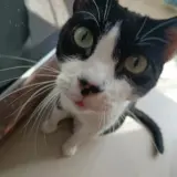 Adopta a Bartolo