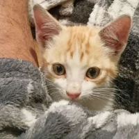 Adopta a Macchiato
