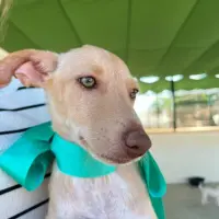 Adopta a Isa , Cachorrita En Adopción Tlf 645978718