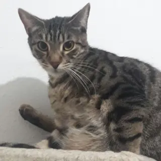 Cleo