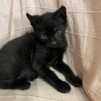 Adopta a Tango