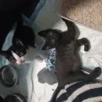 Adopta a Haru Y Félix