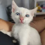 Adopta a Gatito Blanco