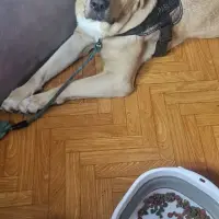 Adopta a Luka