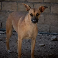 Adopta a Salsa