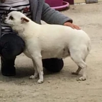 Adopta a Tiko