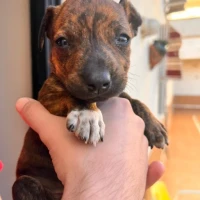 Adopta a Rand