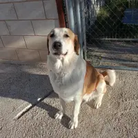 Adopta a Pepa  Mastina Tlf 645978718