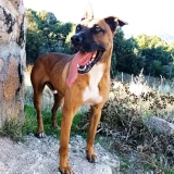 Adopta a Gilberto