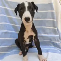 Adopta a Turbo