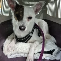 Adopta a Tango Perrito Tamaño Pequeño, Tlf 645978718