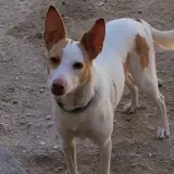 Adopta a Pixel