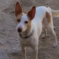 Adopta a Pixel