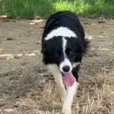 Adopta a Nara