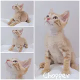 Adopta a Chopper