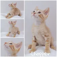 Adopta a Chopper