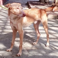 Adopta a Rosco