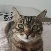Adopta a Chilindrina