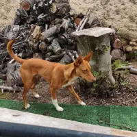 Adopta a Rayo