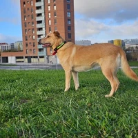 Adopta a Terry